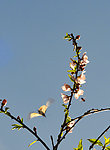 桃花与蝴蝶