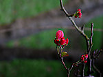 春天气息 花蕾