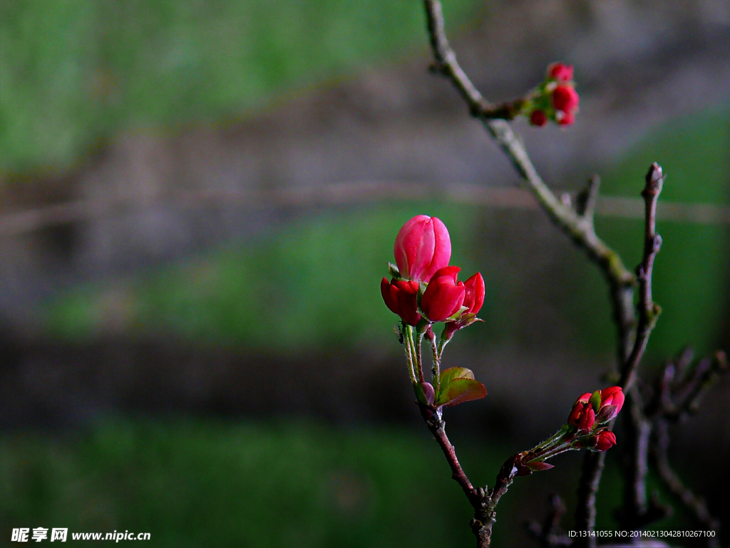 春天气息 花蕾