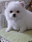 白色博美狗狗