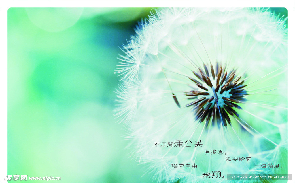 蒲公英