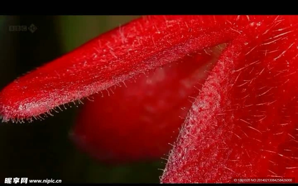 植物花朵背景视频素材