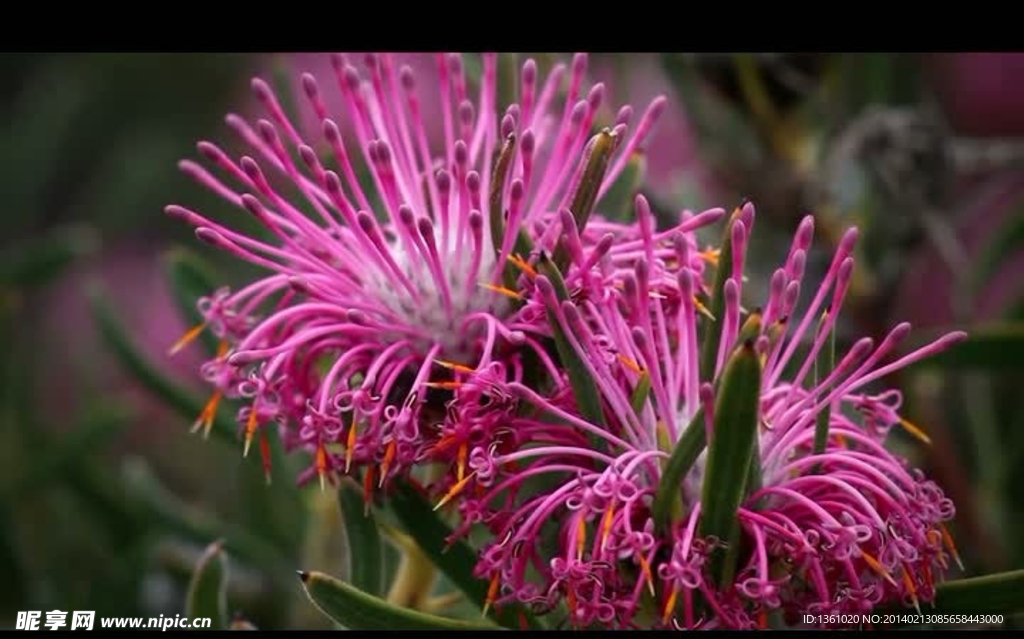 植物花朵背景视频素材