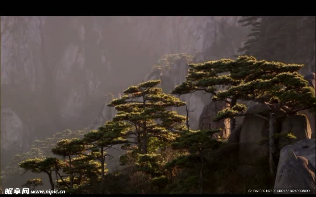 高山苍松树木视频素材