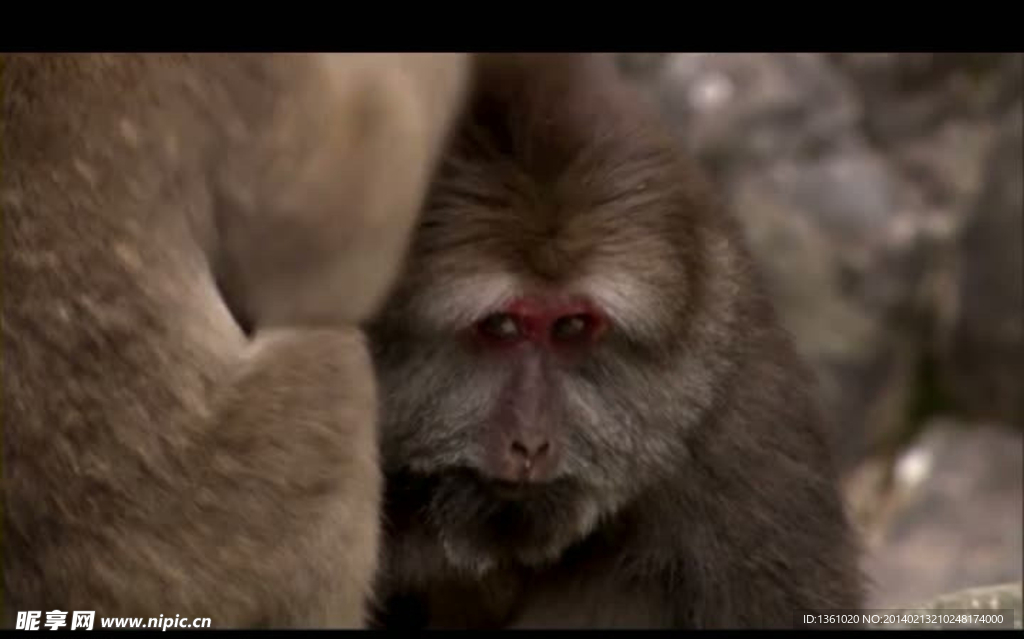 动物猴子捉虱视频素材