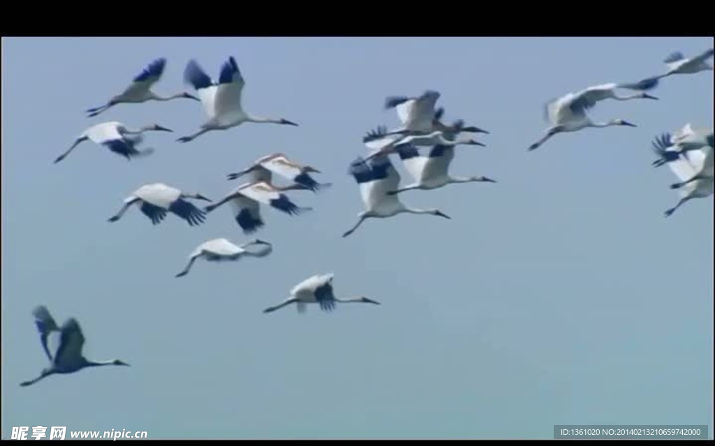 鸟类仙鹤飞翔视频素材
