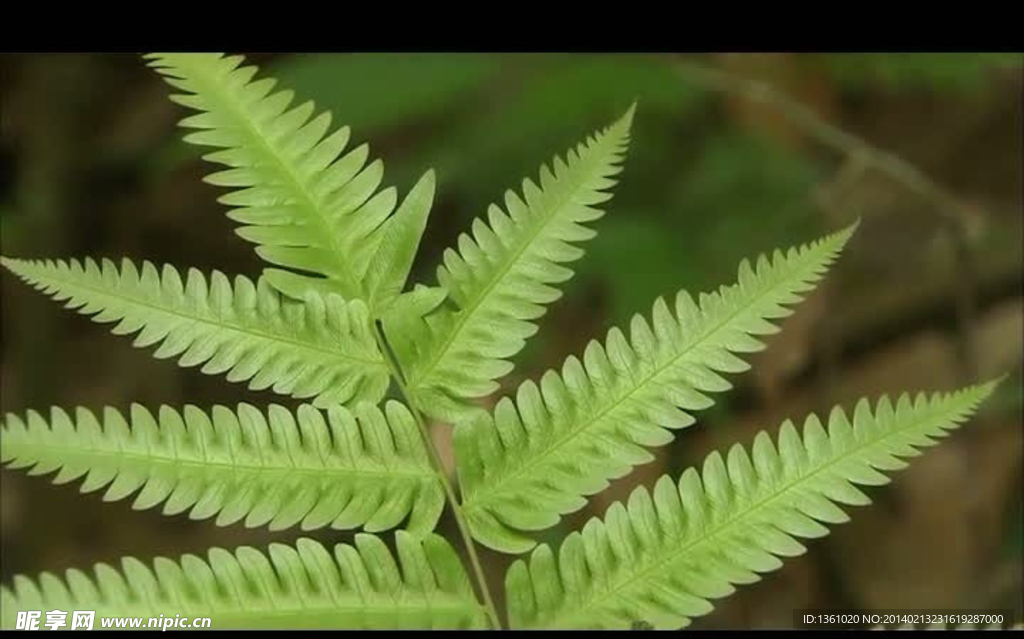 绿叶自然生长视频素材