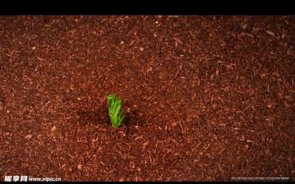 植物发芽生长视频素材