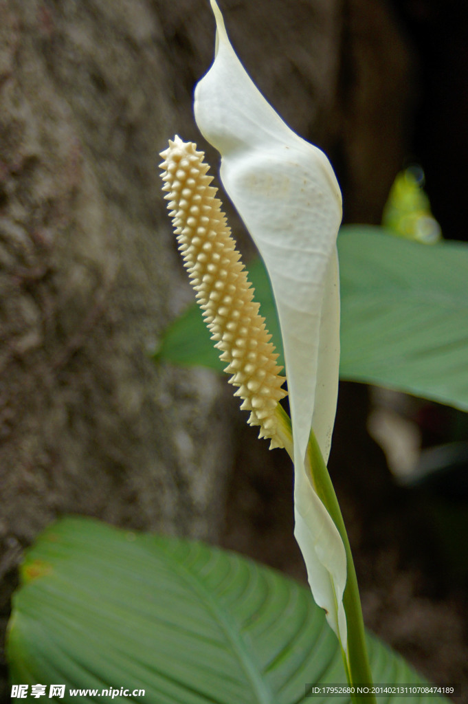 山花