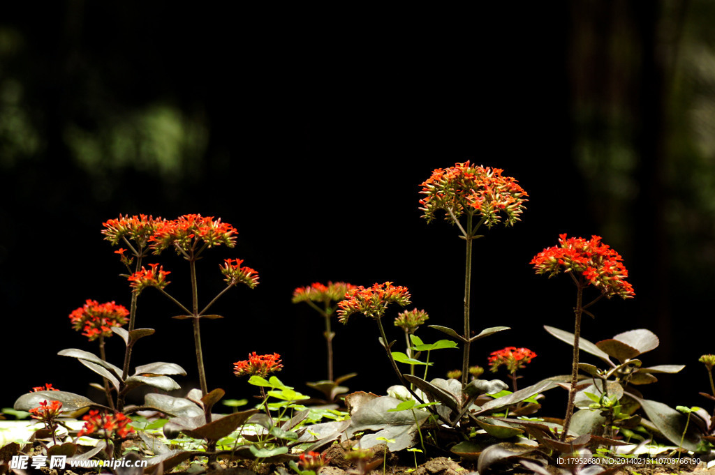 山花