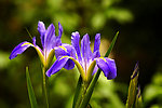 山花