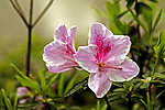 杜鹃花