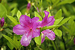 杜鹃花