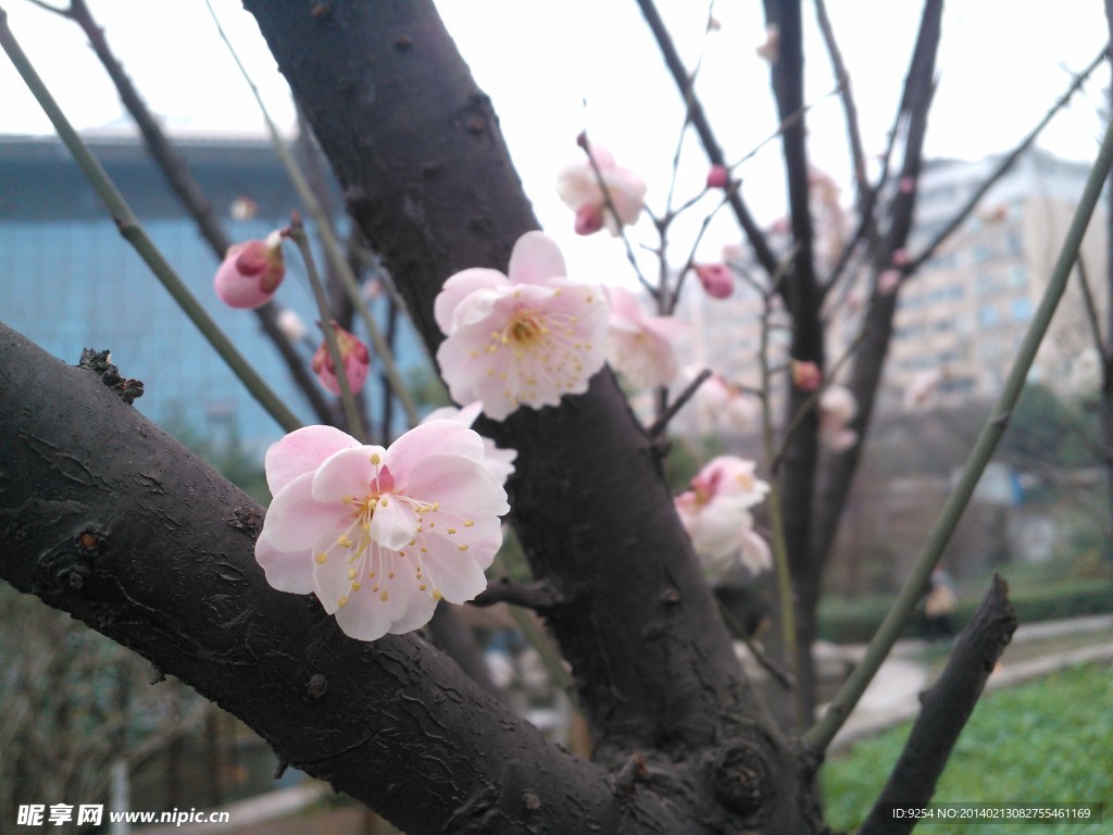 春花
