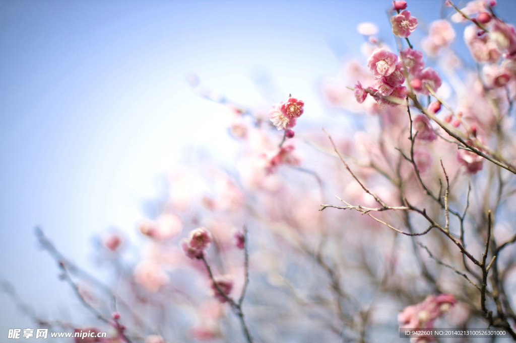梅花