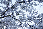 雪景