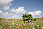 草地