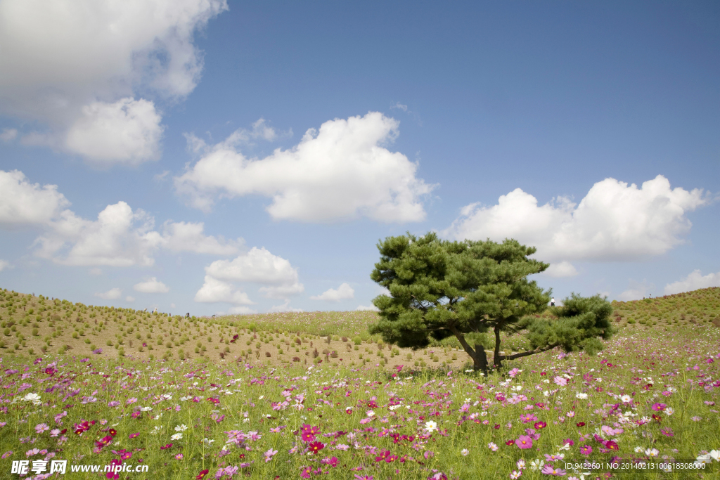 草地