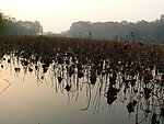 夕阳残荷