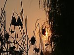 夕阳残荷