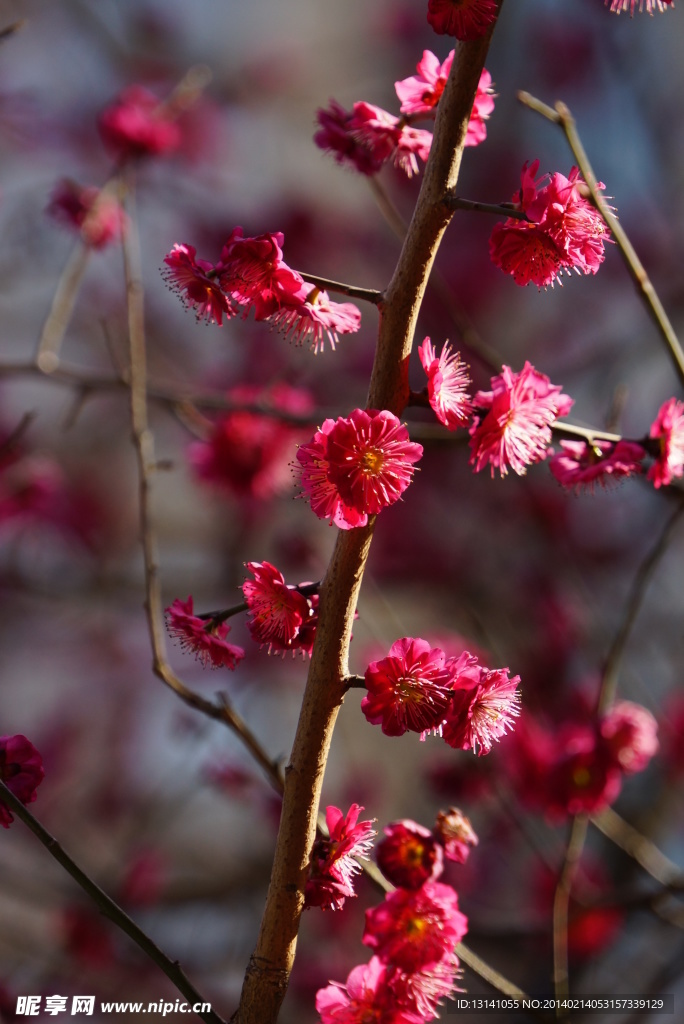 梅花