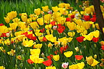 郁金香花