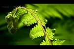 植物绿叶生长过程视频
