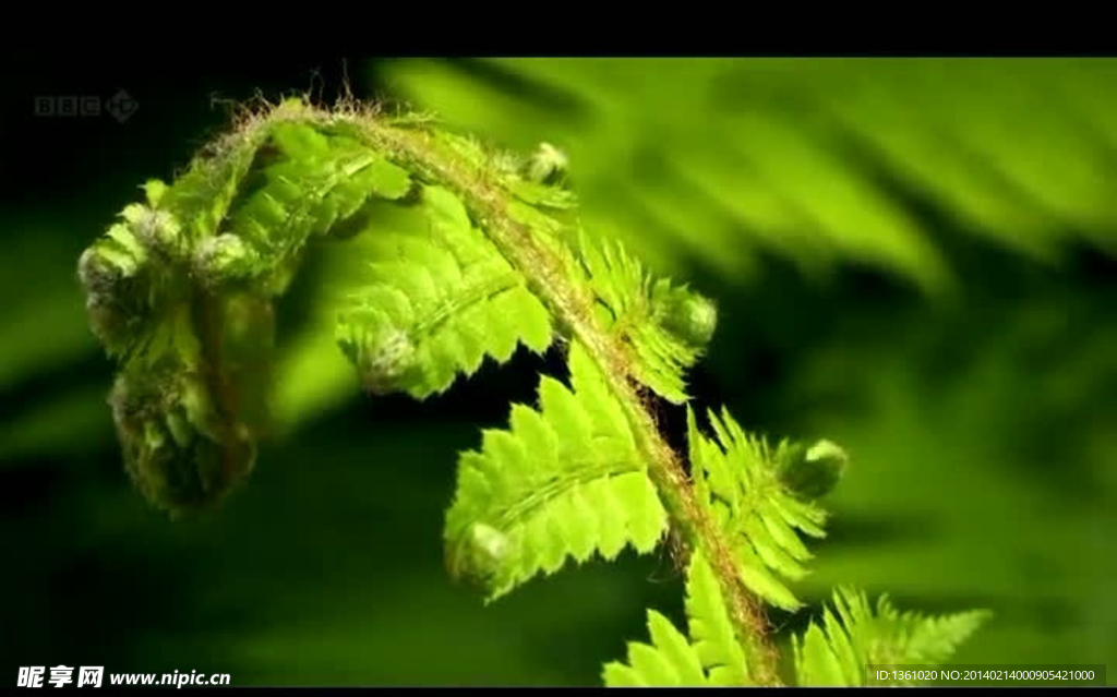 植物绿叶生长过程视频