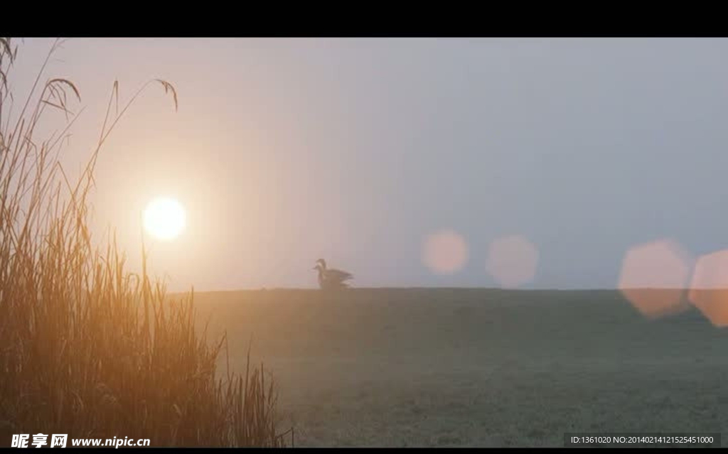 草原清晨野鸭景色视频