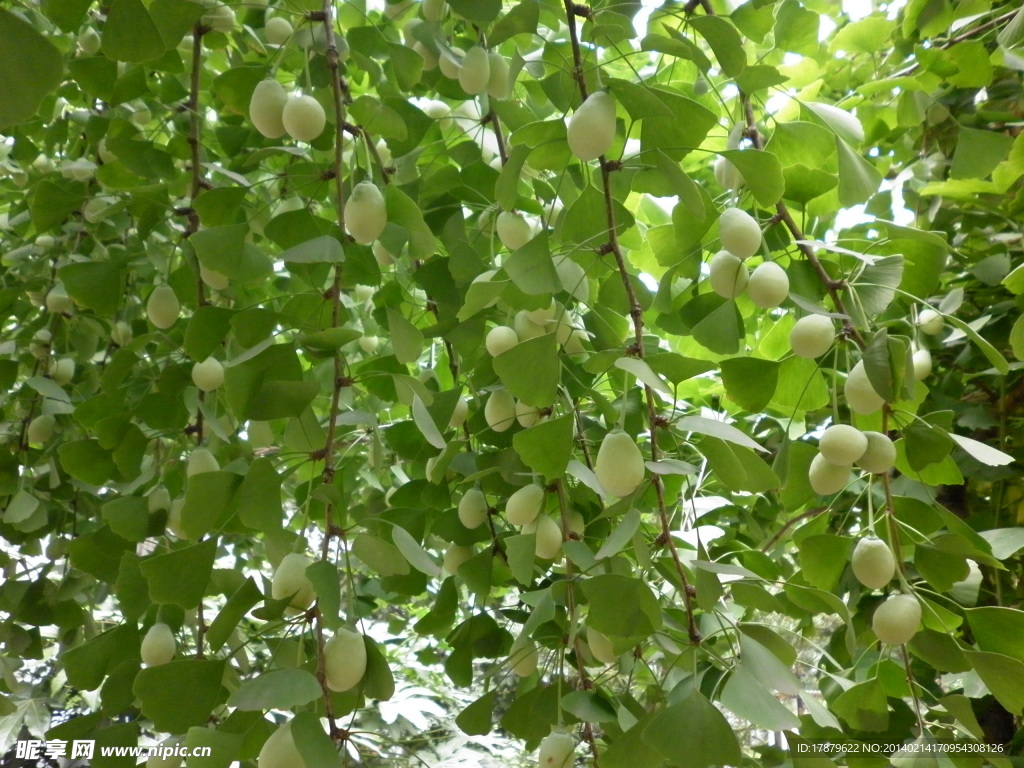 白果 银杏树