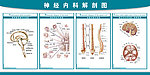 神经内科解剖图