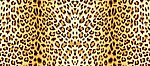 豹纹