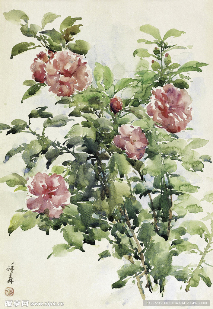 月季