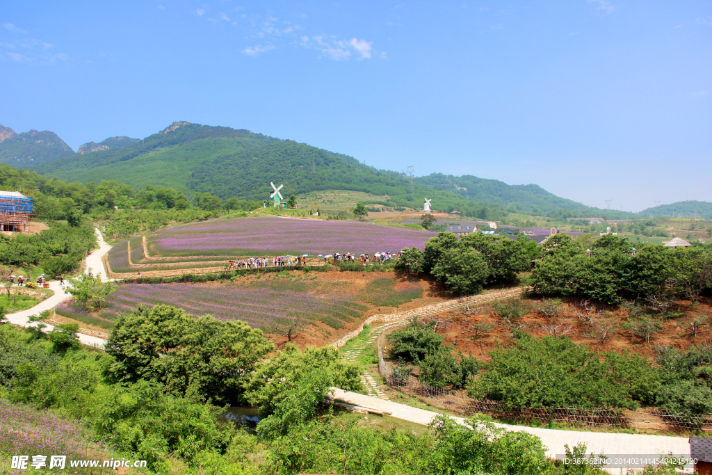 紫云花汐薰衣草风景