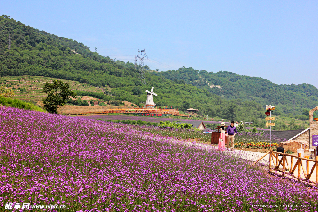 紫云花汐薰衣草风景