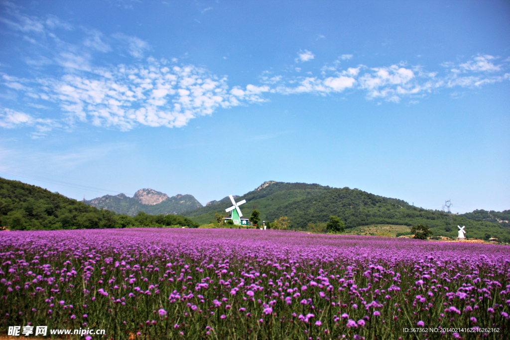 紫云花汐薰衣草风景