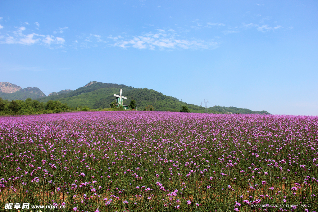 紫云花汐薰衣草风景