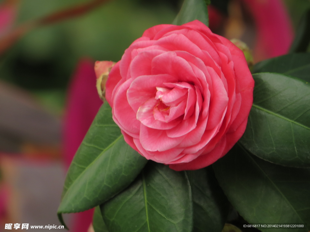 茶花