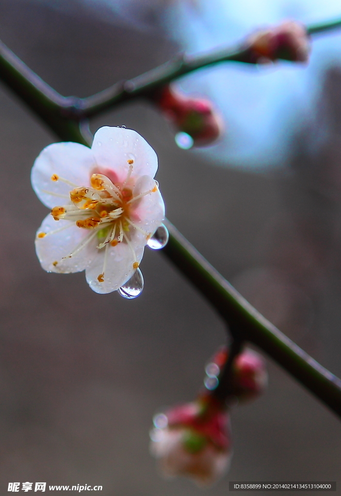 梅花