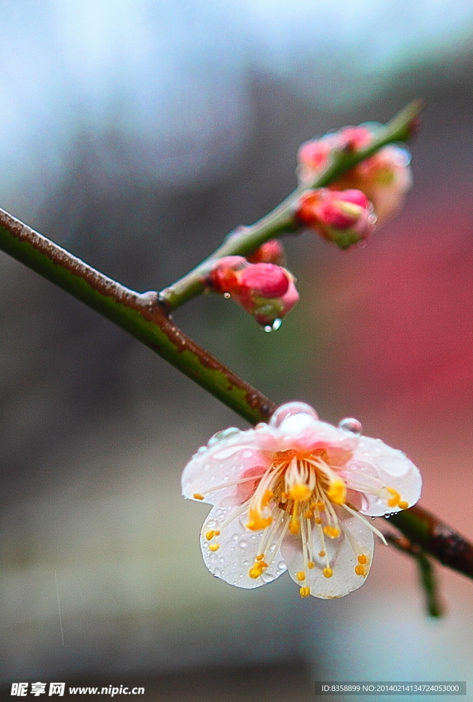 梅花