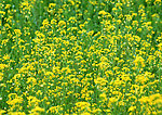 油菜花