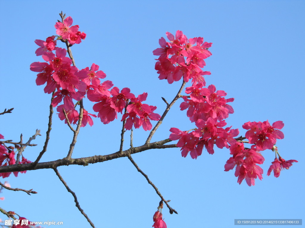 樱花