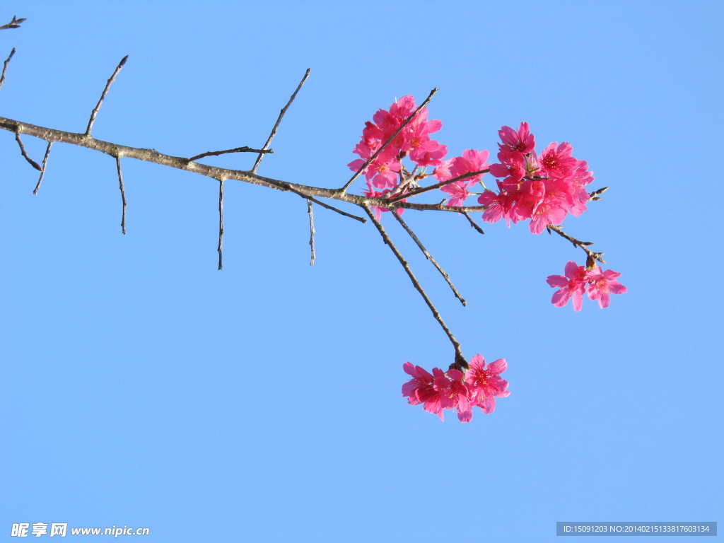 樱花