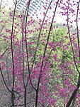 樱花树