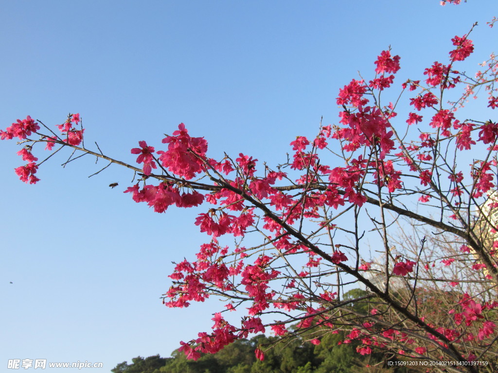 樱花