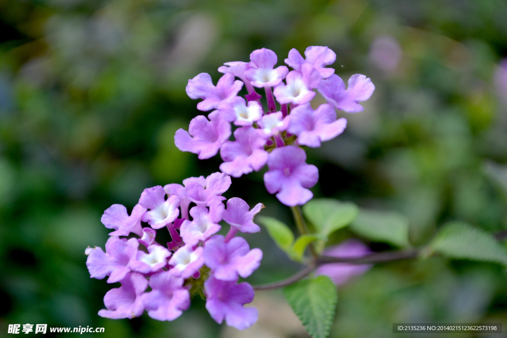 蓝花