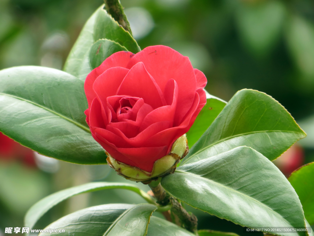 茶花