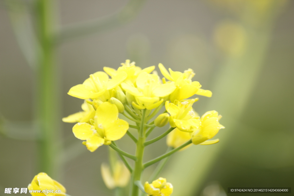 油菜花