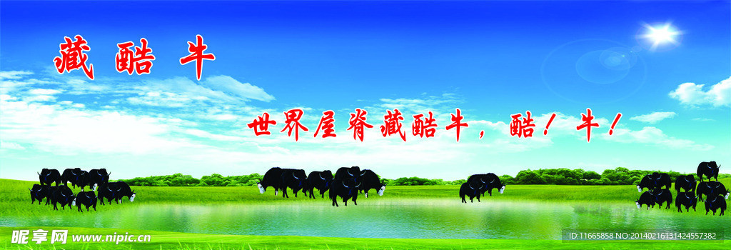 藏酷牛
