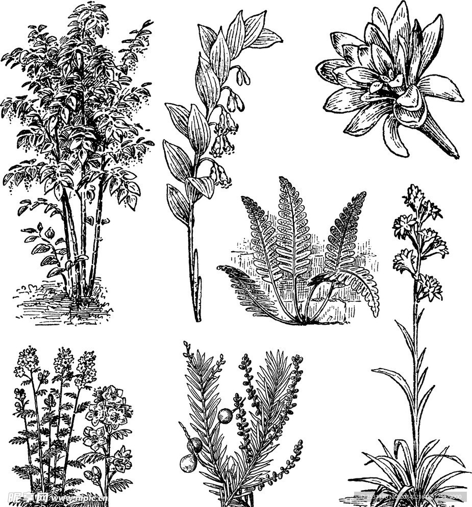 手绘花卉